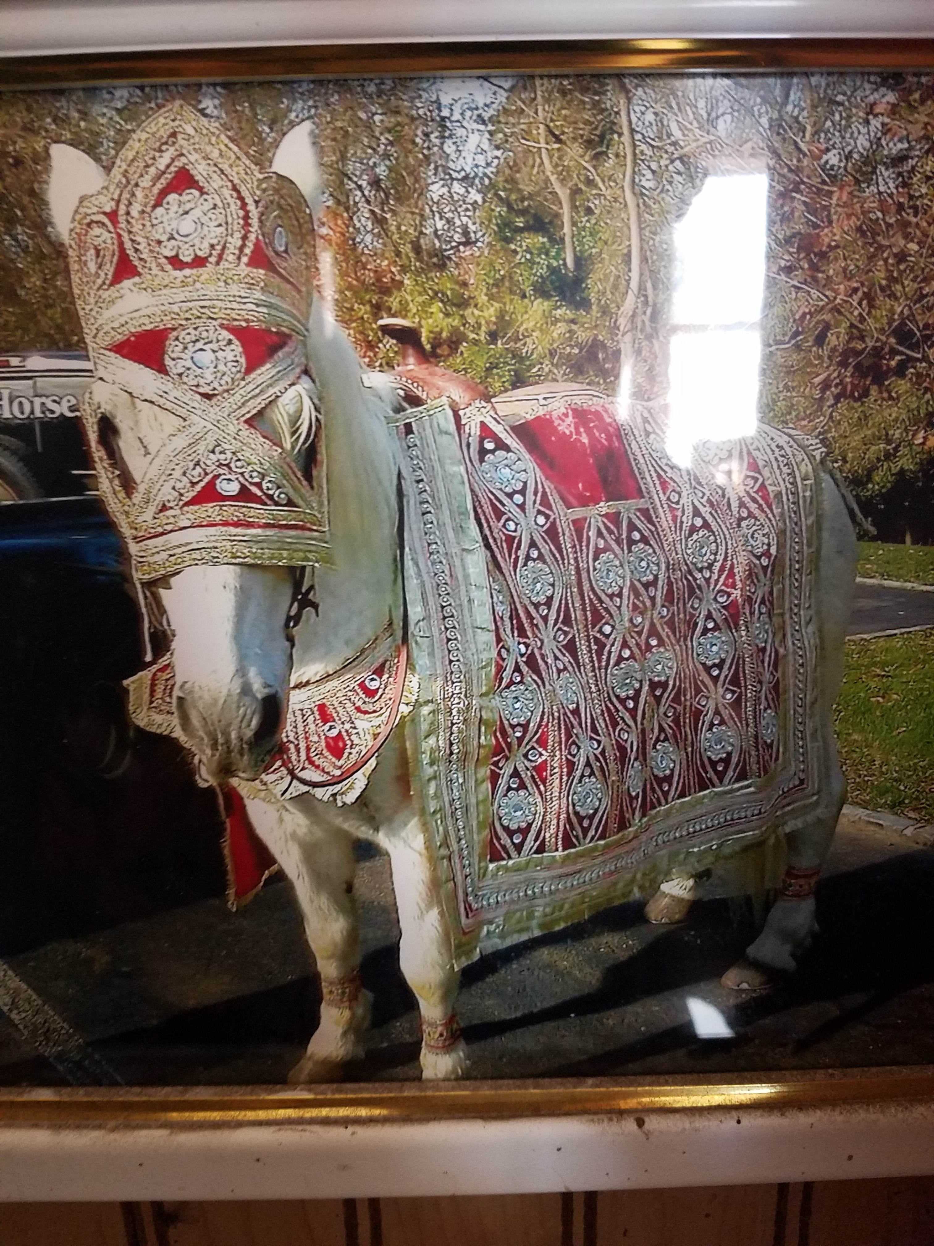 Baraat Horse for Rent